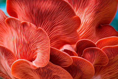 Close Up of a Mushroom Acrylic Glass Print Tempered Glass Wall Art 100% Made in Australia Ready to Hang