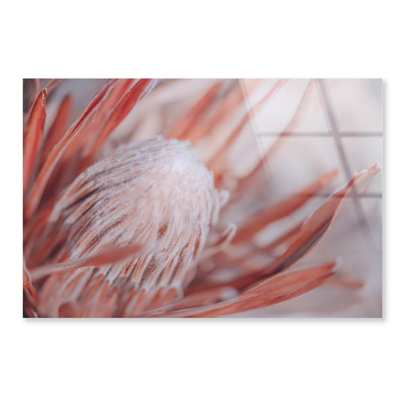 Dried Protea Plant. Floral Background Acrylic Glass Print Tempered Glass Wall Art 100% Made in Australia Ready to Hang