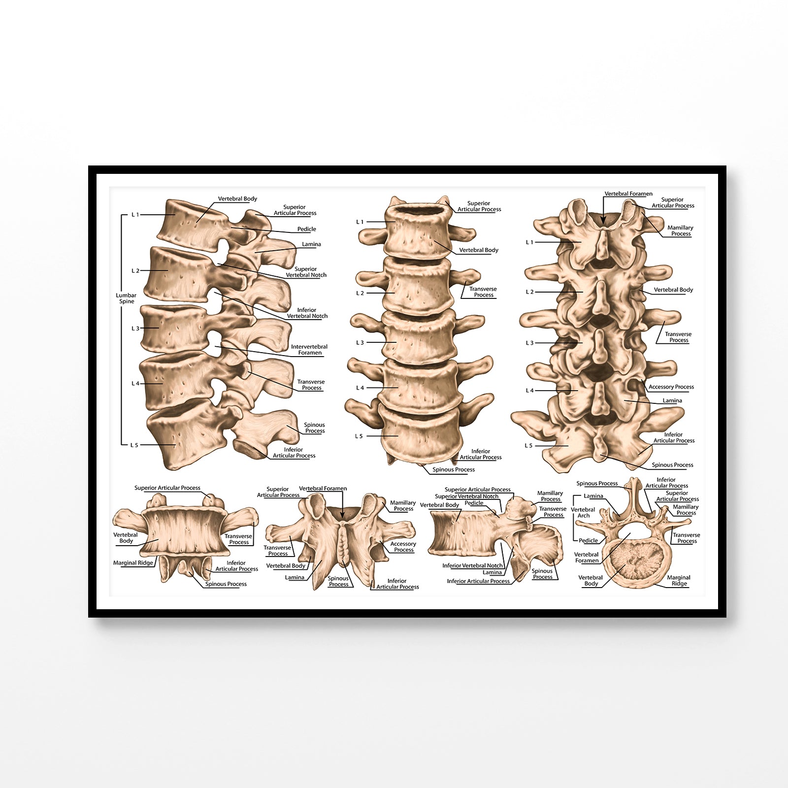 lumbar Spine Structure Human Body Home Decor Premium Quality Poster Print Choose Your Sizes