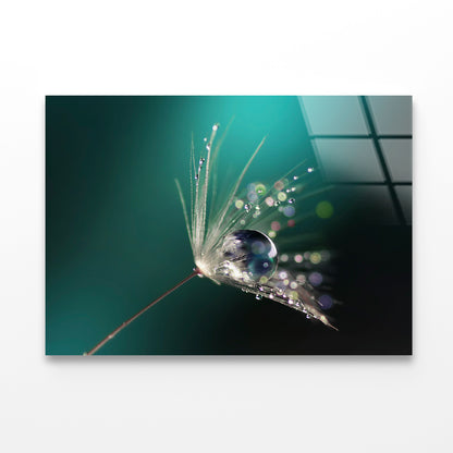 Water Droplet on Common Dandelion Acrylic Glass Print Tempered Glass Wall Art 100% Made in Australia Ready to Hang - Bella Home Decor