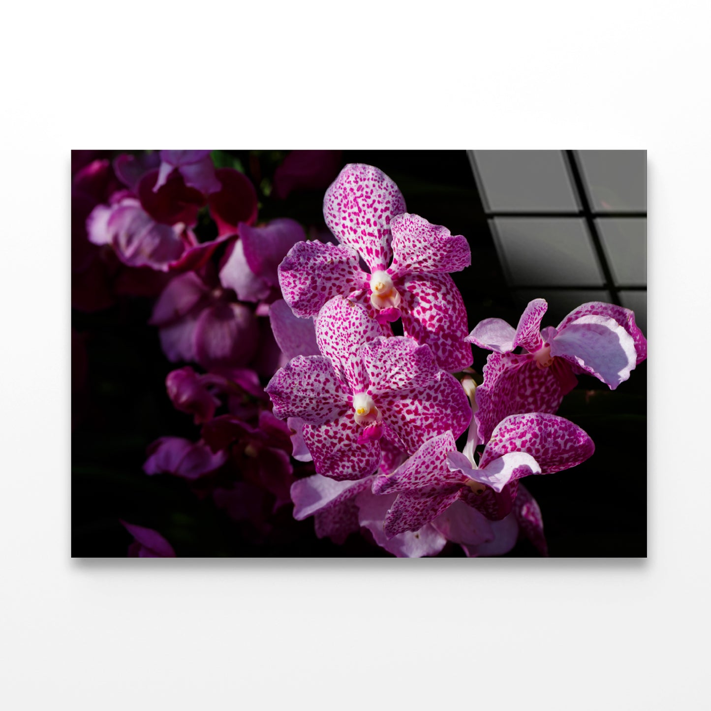 A Close-Up Photo Of Purple Orchid Flowers Acrylic Glass Print Tempered Glass Wall Art 100% Made in Australia Ready to Hang