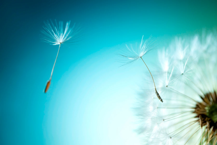 Dandelion Blowing in The Wind with A Blue Sky Wall Art Decor 100% Australian Made