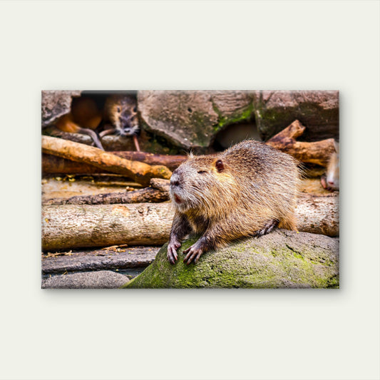 South American Nutria Sits on a Mossy Rock Wall Art Decor 100% Australian Made