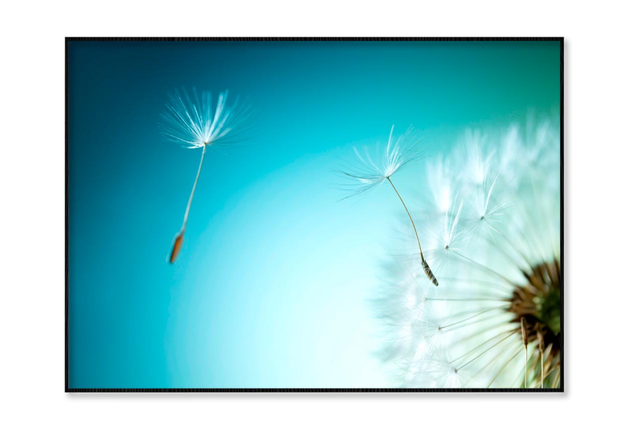 Dandelion Blowing in The Wind with A Blue Sky  Home Decor Premium Quality Poster Print Choose Your Sizes - Bella Home Decor