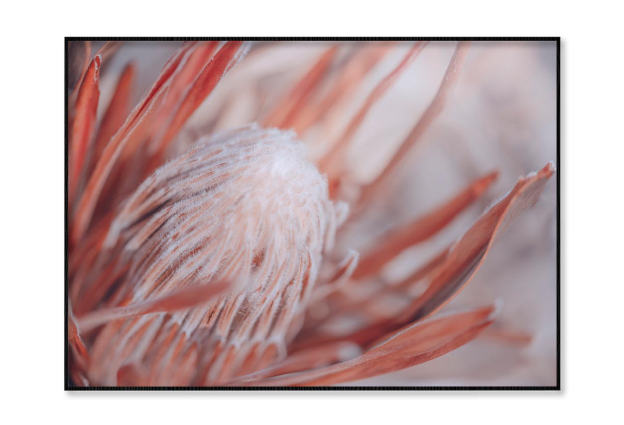 Dried Protea Plant. Floral Background Home Decor Premium Quality Poster Print Choose Your Sizes