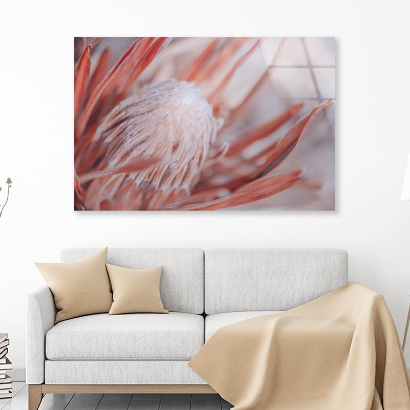 Dried Protea Plant. Floral Background Acrylic Glass Print Tempered Glass Wall Art 100% Made in Australia Ready to Hang