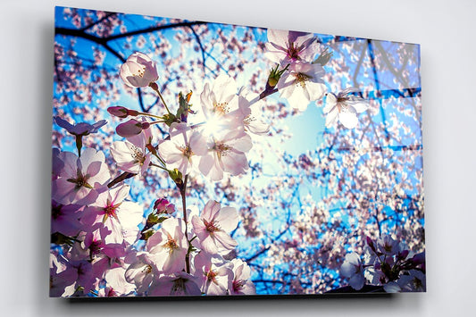 Japanese Cherry Blossom Flower Acrylic Glass Print Tempered Glass Wall Art 100% Made in Australia Ready to Hang