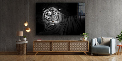 B&W Tiger Closeup View UV Direct Aluminum Print Australian Made Quality