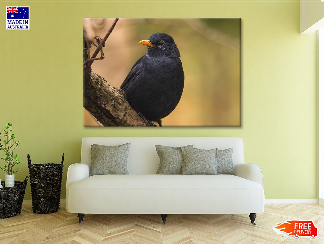 Common Eurasian Blackbird Resting Print 100% Australian Made