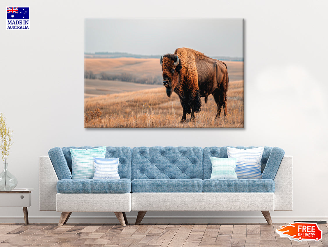 A Bison Standing In a Grassy Field View Print 100% Australian Made