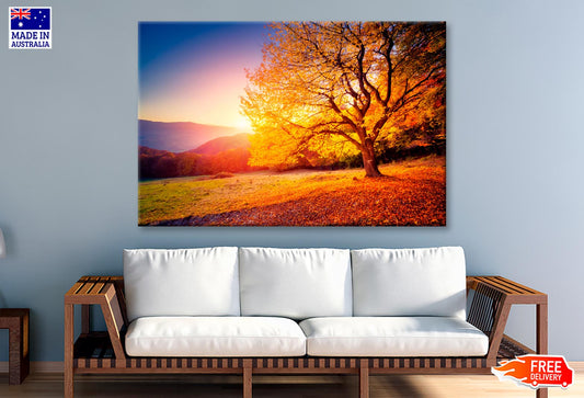 Alone Beech Tree on A Hill Slope with Sunny Wall Art Decor 100% Australian Made