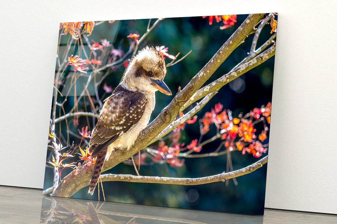Bird On Branch Red with Flower Acrylic Glass Print Tempered Glass Wall Art 100% Made in Australia Ready to Hang - Bella Home Decor
