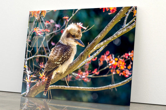 Bird On Branch Red with Flower Acrylic Glass Print Tempered Glass Wall Art 100% Made in Australia Ready to Hang - Bella Home Decor
