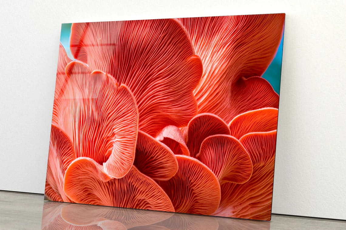 Close Up of a Mushroom Acrylic Glass Print Tempered Glass Wall Art 100% Made in Australia Ready to Hang