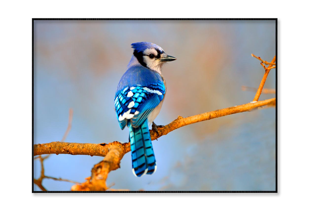 Lue Jay Sitting on A Tree Branch Home Decor Premium Quality Poster Print Choose Your Sizes - Bella Home Decor