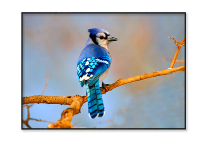 Lue Jay Sitting on A Tree Branch Home Decor Premium Quality Poster Print Choose Your Sizes - Bella Home Decor