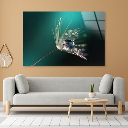 Water Droplet on Common Dandelion Acrylic Glass Print Tempered Glass Wall Art 100% Made in Australia Ready to Hang - Bella Home Decor