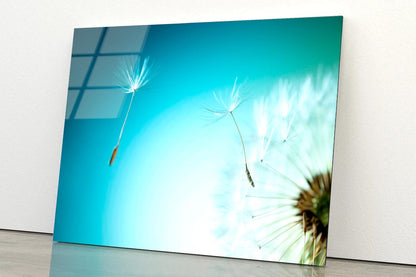 Dandelion Blowing in The Wind with A Blue Sky Acrylic Glass Print Tempered Glass Wall Art 100% Made in Australia Ready to Hang