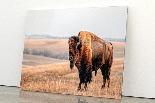 A Bison Standing In a Grassy Field View Acrylic Glass Print Tempered Glass Wall Art 100% Made in Australia Ready to Hang