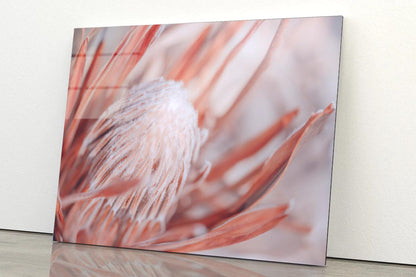 Dried Protea Plant. Floral Background Acrylic Glass Print Tempered Glass Wall Art 100% Made in Australia Ready to Hang