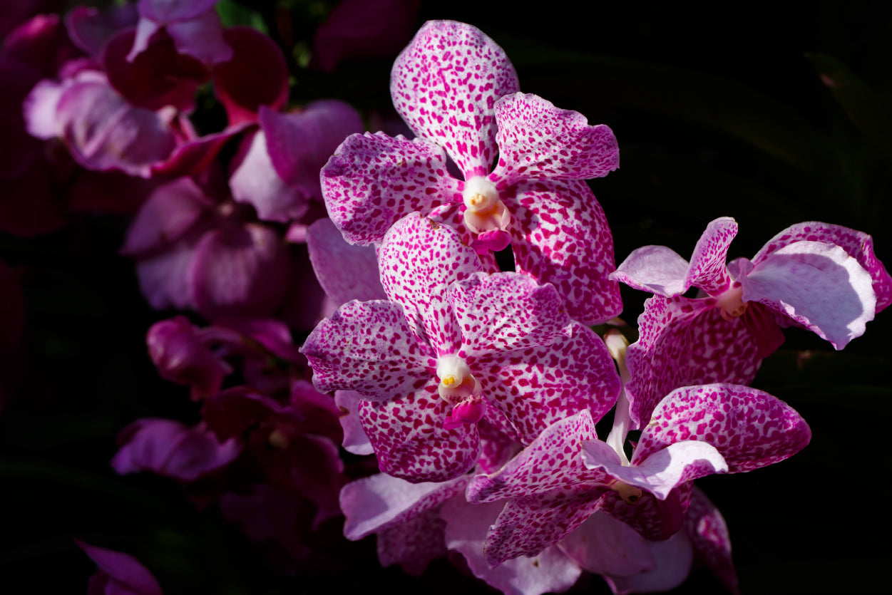 A Close-Up Photo Of Purple Orchid Flowers Print 100% Australian Made