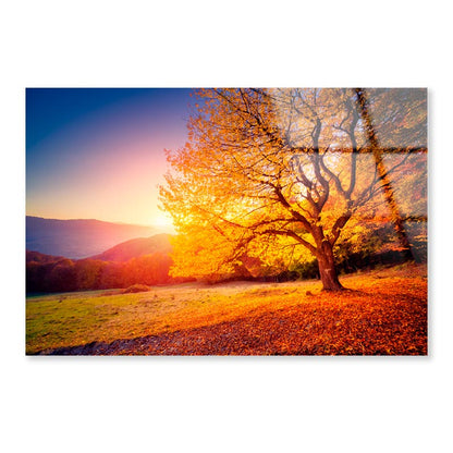 Alone Beech Tree on A Hill Slope with Sunny Acrylic Glass Print Tempered Glass Wall Art 100% Made in Australia Ready to Hang