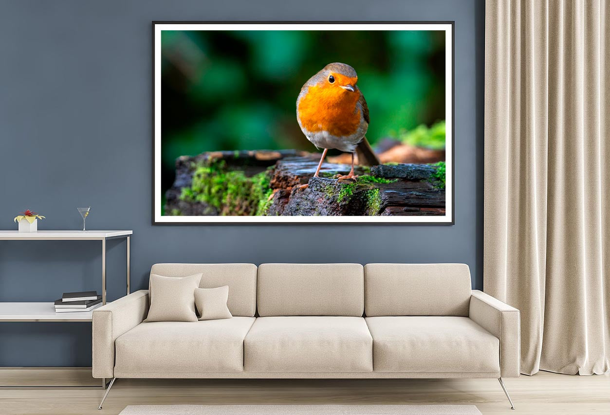 Robin Redbreast Bird a British European Home Decor Premium Quality Poster Print Choose Your Sizes