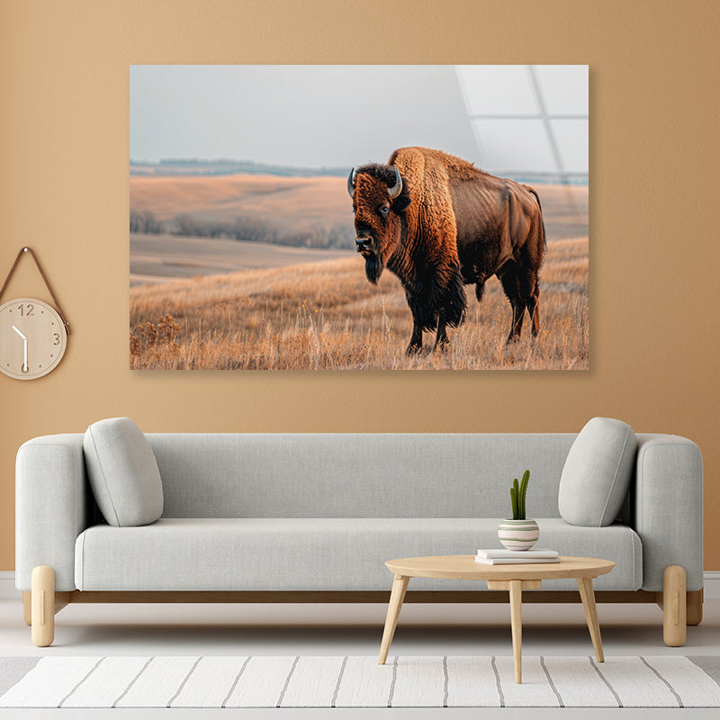 A Bison Standing In a Grassy Field View Acrylic Glass Print Tempered Glass Wall Art 100% Made in Australia Ready to Hang