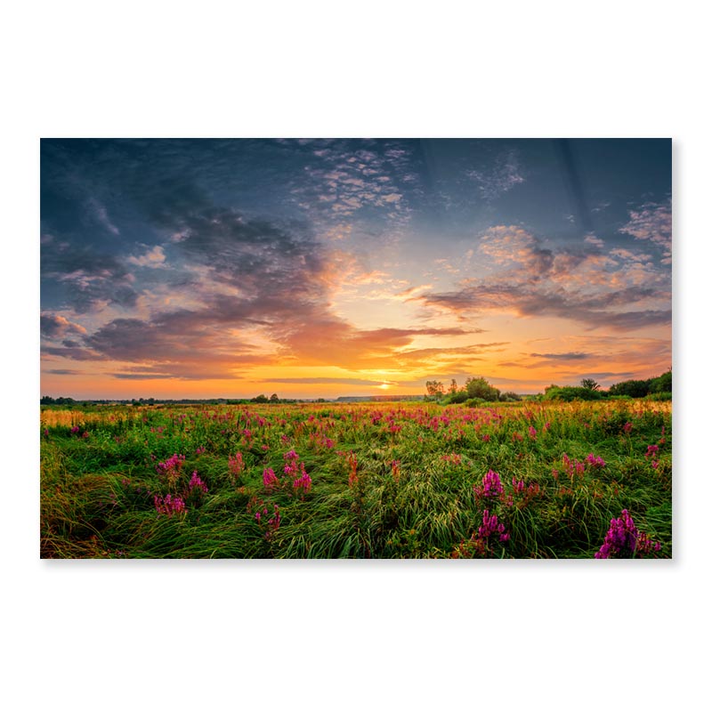 Sun Set Landscape with A Wild Field Full of Purple Flowers Acrylic Glass Print Tempered Glass Wall Art 100% Made in Australia Ready to Hang - Bella Home Decor