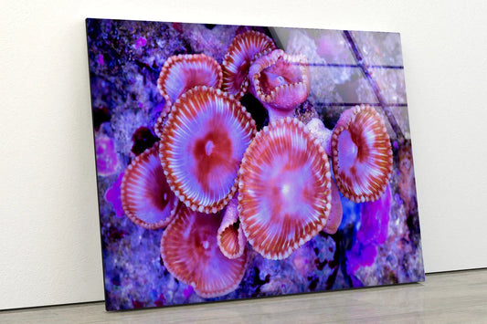 Sea Corals Closeup UV Direct Aluminum Print Australian Made Quality