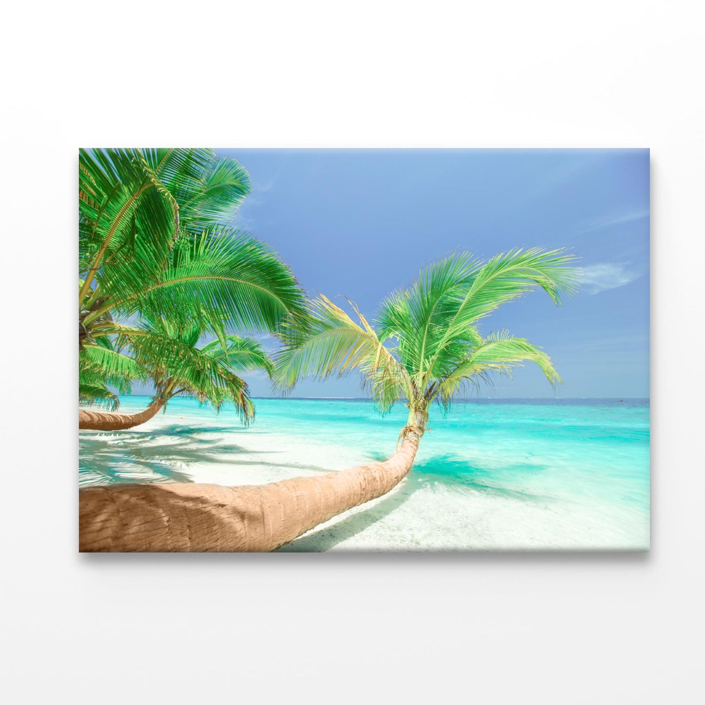 Coconut Trees Leaning to Sea Acrylic Glass Print Tempered Glass Wall Art 100% Made in Australia Ready to Hang