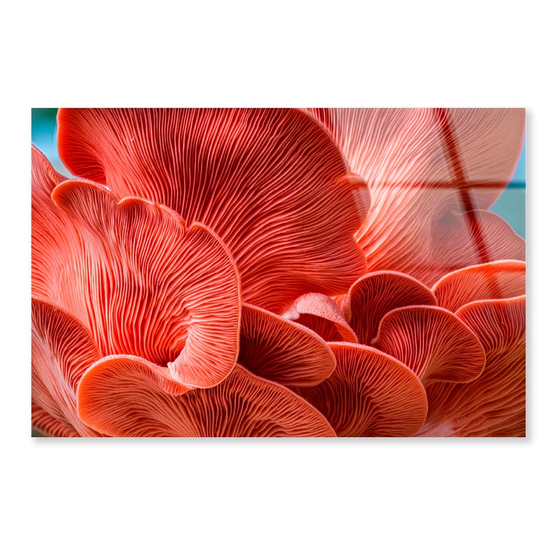 Close Up of a Mushroom Acrylic Glass Print Tempered Glass Wall Art 100% Made in Australia Ready to Hang