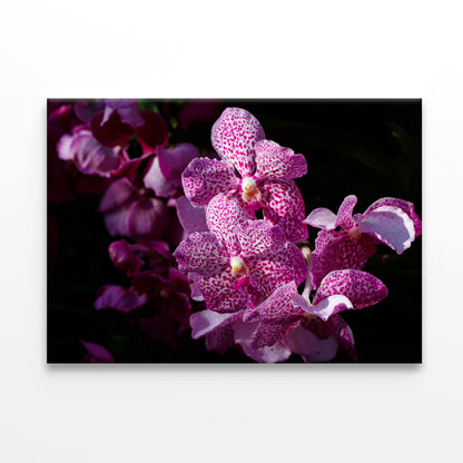 A Close-Up Photo Of Purple Orchid Flowers Print 100% Australian Made