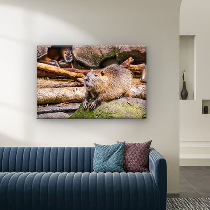 South American Nutria Sits on a Mossy Rock Wall Art Decor 100% Australian Made