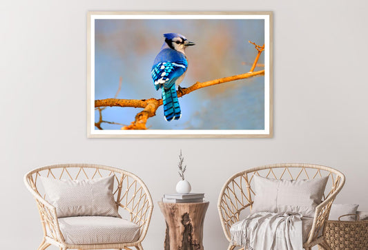 Lue Jay Sitting on A Tree Branch Home Decor Premium Quality Poster Print Choose Your Sizes