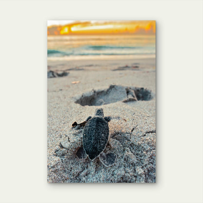 Baby Sea Turtle Hatchling Sandy Beach 40x60cm Metal Print Ready to Hang