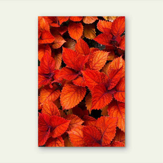 Vibrant Red Orange Coleus Leaves Foliage 40x60cm Metal Print Ready to Hang