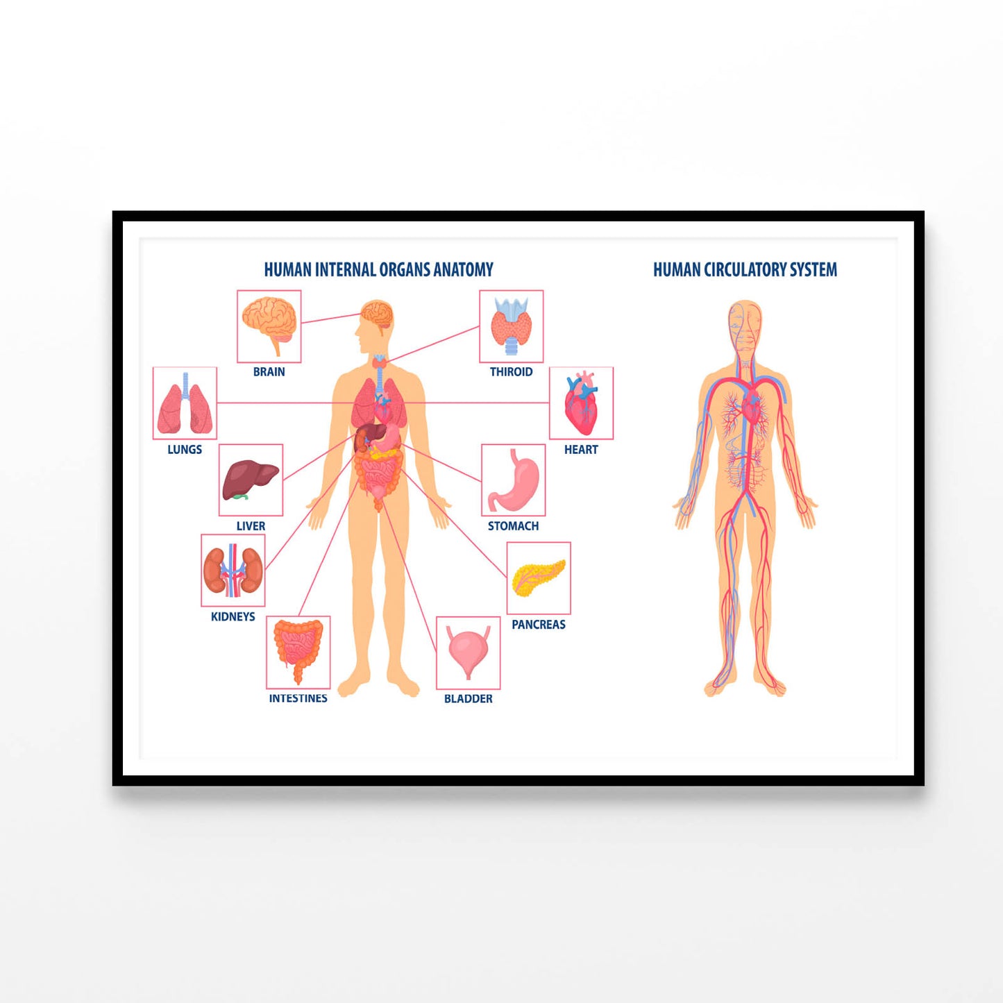 Anatomy Of the Human Body Home Decor Premium Quality Poster Print Choose Your Sizes