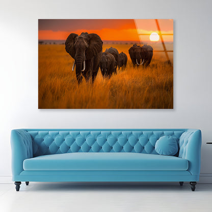 Elephants Walking Through a Field at Sunset View Acrylic Glass Print Tempered Glass Wall Art 100% Made in Australia Ready to Hang