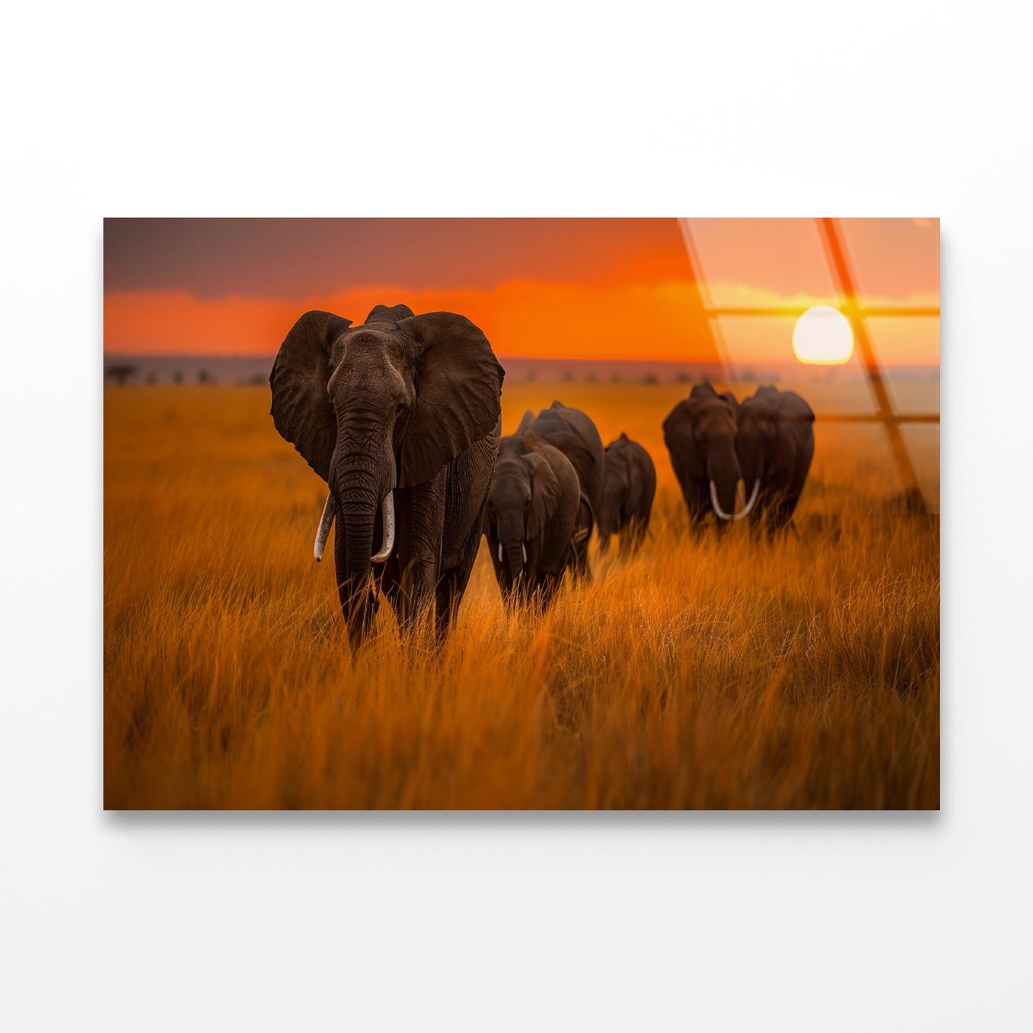 Elephants Walking Through a Field at Sunset View Acrylic Glass Print Tempered Glass Wall Art 100% Made in Australia Ready to Hang