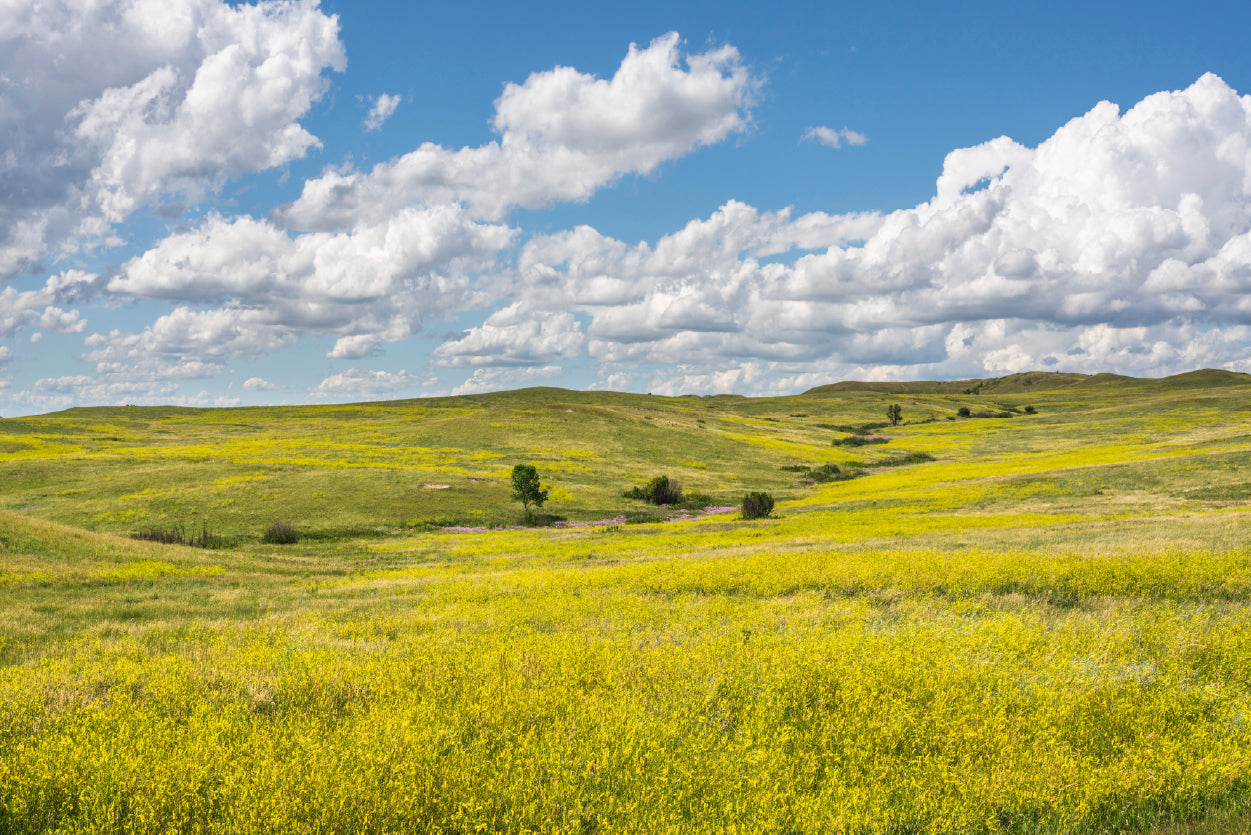 View of a Field Of Yellow Flowers under a Cloudy Sky Home Decor Premium Quality Poster Print Choose Your Sizes