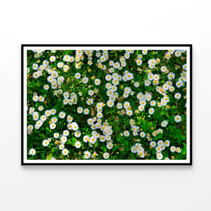 Wild White Daisies Meadow Home Decor Premium Quality Poster Print Choose Your Sizes