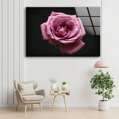 Pink Rose Flower View UV Direct Aluminum Print Australian Made Quality