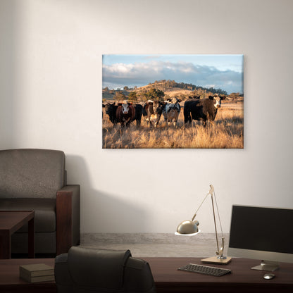 Australian Farm Cattle at Sunset Wall Art Decor 100% Australian Made