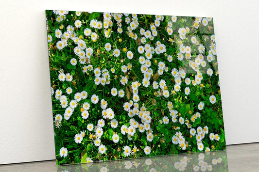 Wild White Daisies Meadow Acrylic Glass Print Tempered Glass Wall Art 100% Made in Australia Ready to Hang