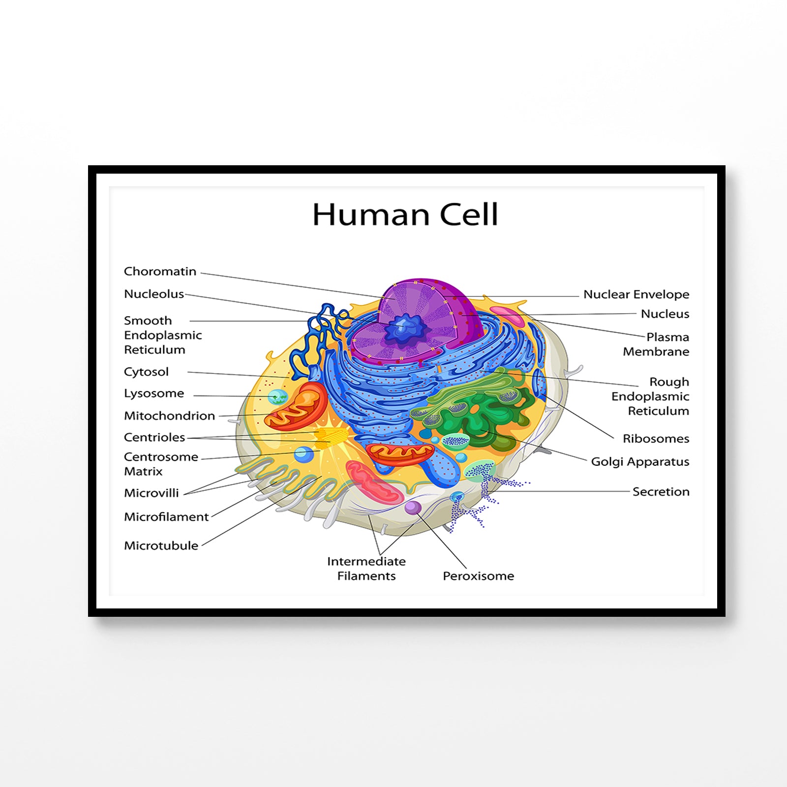 Human Cell Closeup Vector Home Decor Premium Quality Poster Print Choose Your Sizes