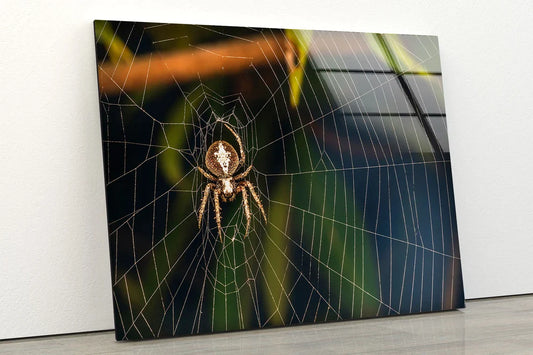 Spider on Web Closeup UV Direct Aluminum Print Australian Made Quality