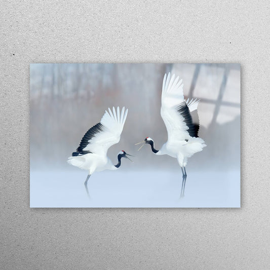 Dancing Cranes, Wildlife Acrylic Glass Print Tempered Glass Wall Art 100% Made in Australia Ready to Hang