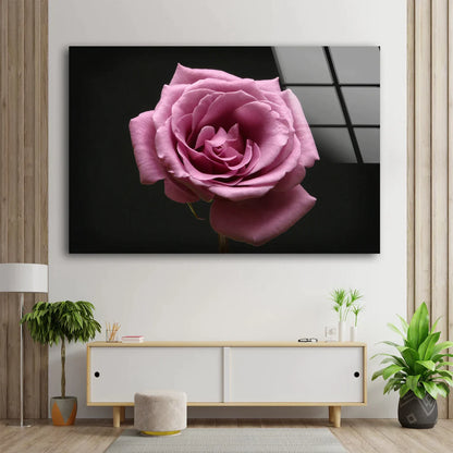 Pink Rose Flower View UV Direct Aluminum Print Australian Made Quality