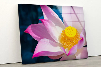 Pink Lotus Flower View UV Direct Aluminum Print Australian Made Quality